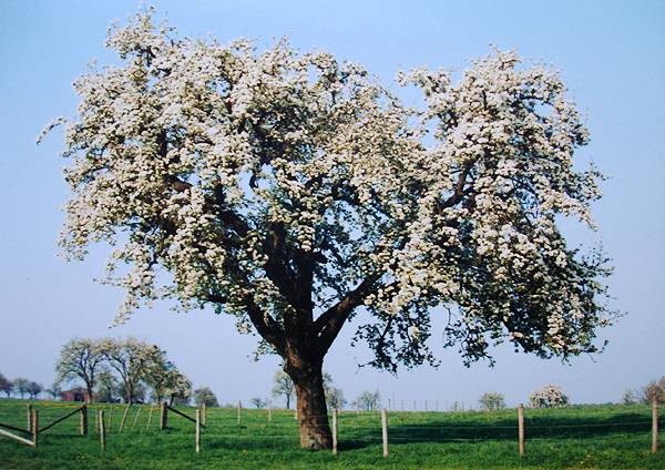 baum-fruehjahr.jpg