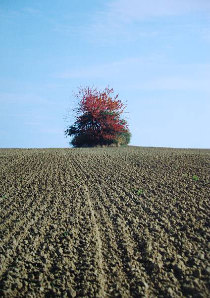 feld.jpg