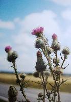 distel.jpg