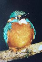 eisvogel.jpg