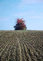 feld.jpg