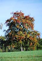 herbstbaum.jpg