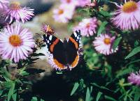 schmetterling.jpg