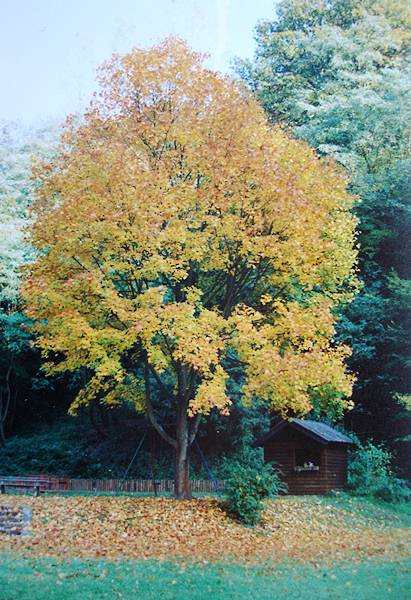 spielplatz-herbst.jpg