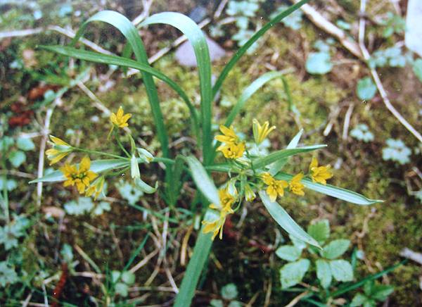 wald-goldstern.jpg