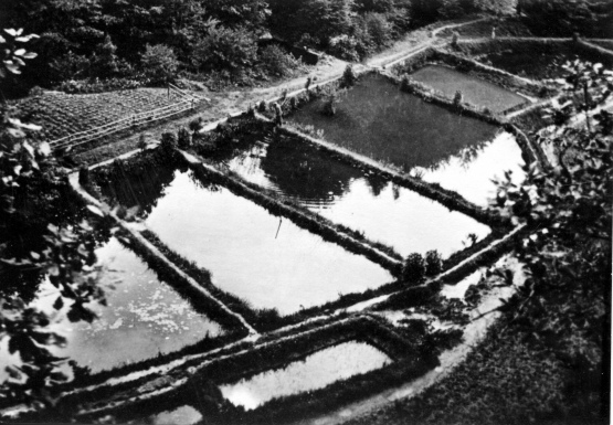 1930er-fischteiche.jpg